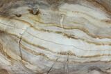 Polished Petrified Wood (Dicot) Slab - Texas #98604-1
